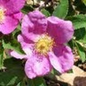 Meet your Posher, Jenny